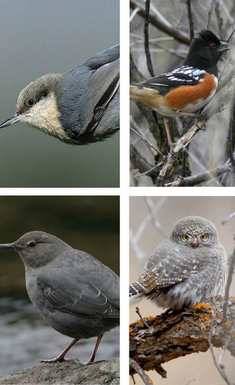 Audubon seeks bigger role