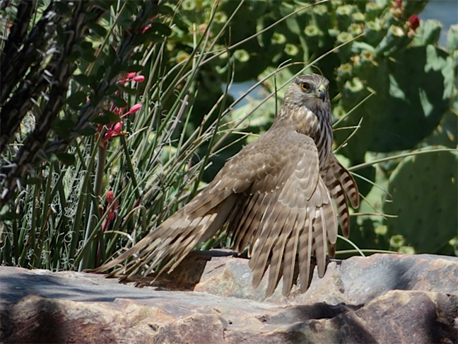 Hawk