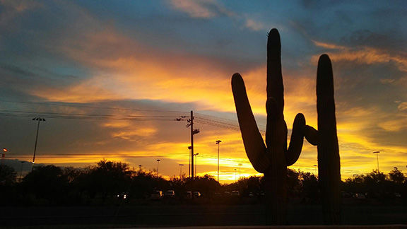 Saguaro Sunset