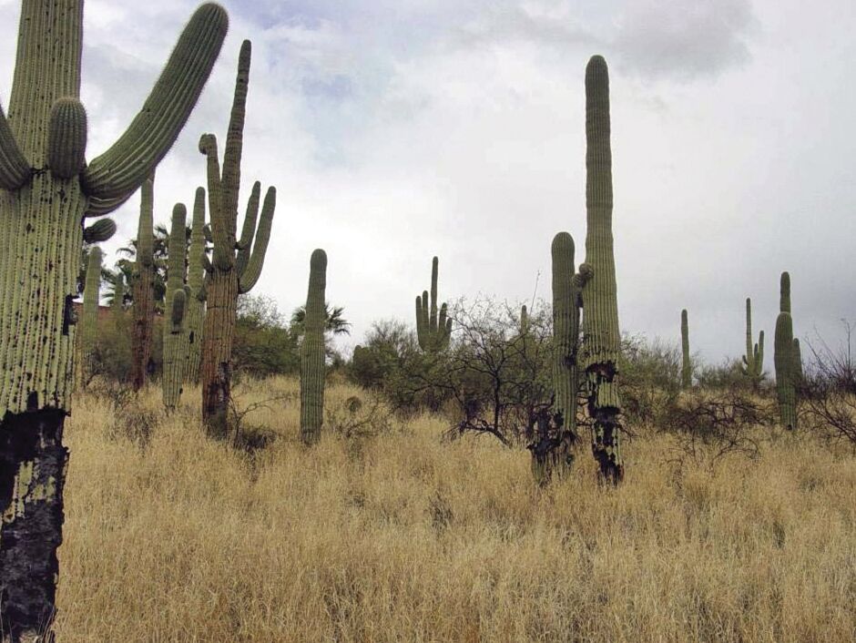 New tumbleweed species rapidly expanding range