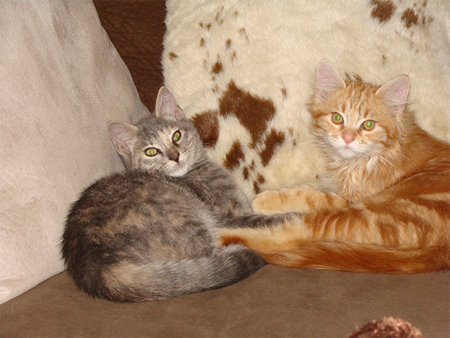 Kitten Therapy A Cancer Survivor S Tale News Tucsonlocalmedia Com