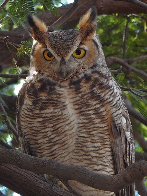 Horned Owl