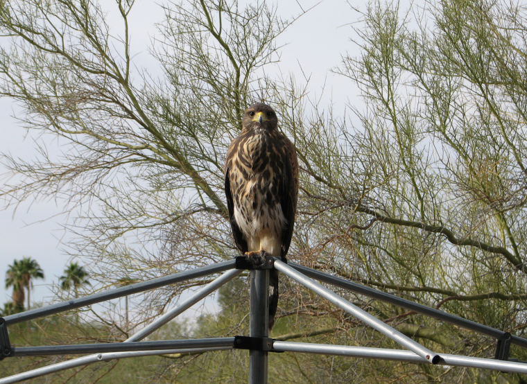 Cooper's Hawk