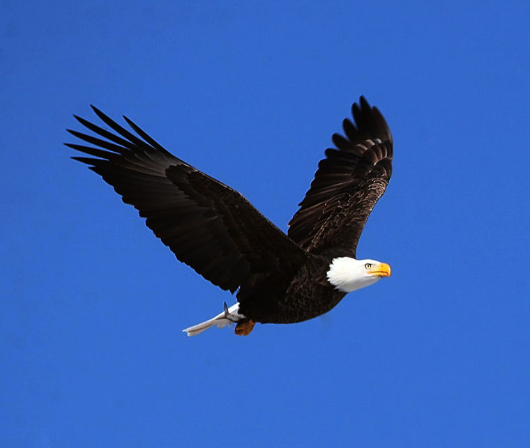 Migrating Eagle