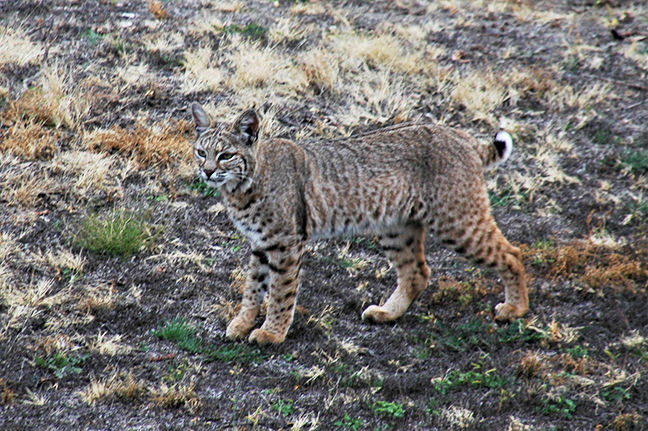 Bobcat