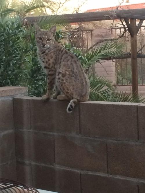 Bobcat at sunset