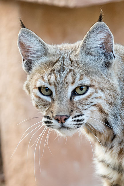 Bobcat
