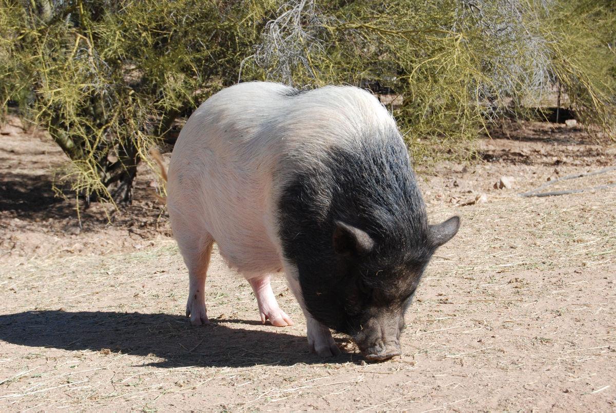 Pig Sanctuary Fighting The Mini Pig Craze Marana News Tucsonlocalmedia Com
