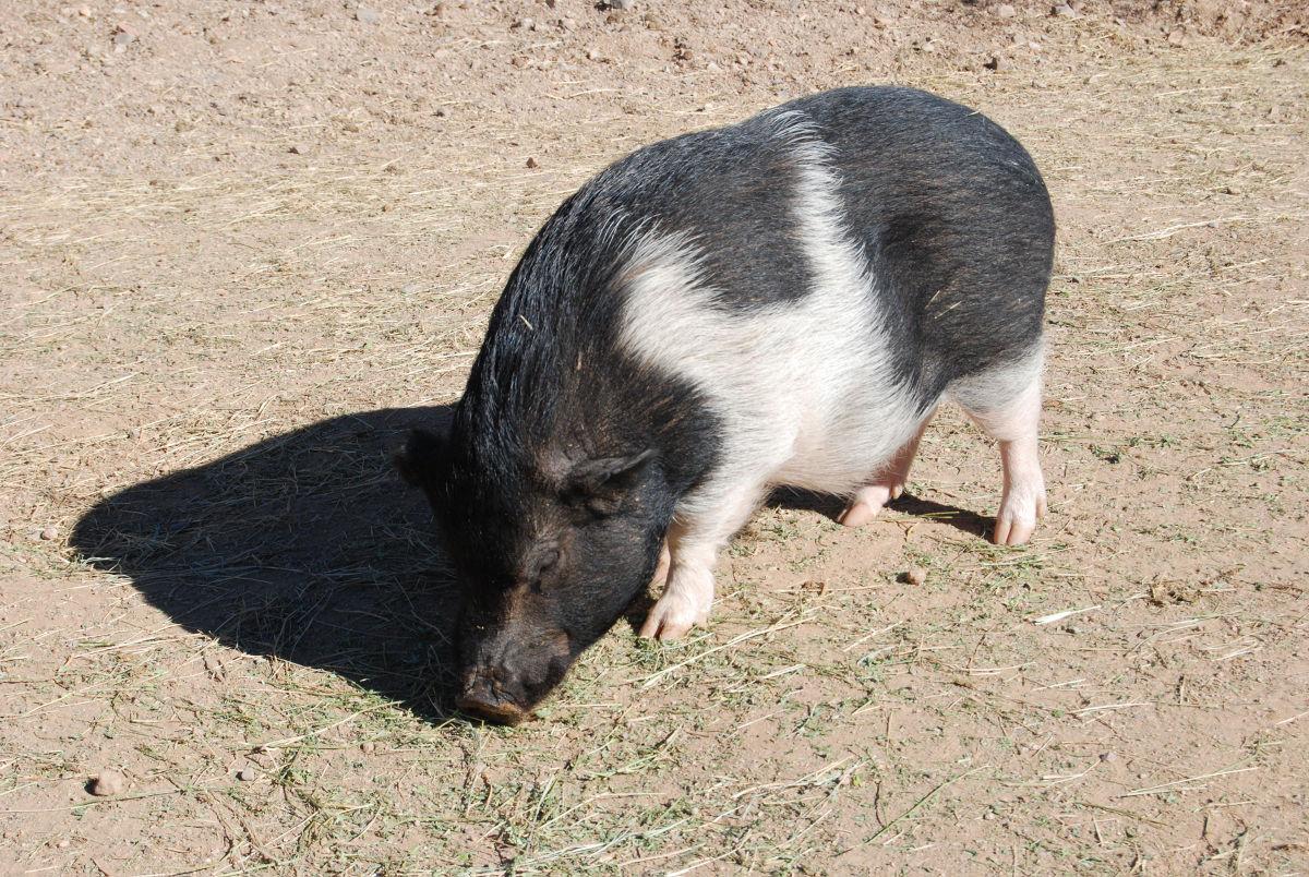 Pig sanctuary fighting the ‘mini pig craze’ Marana News
