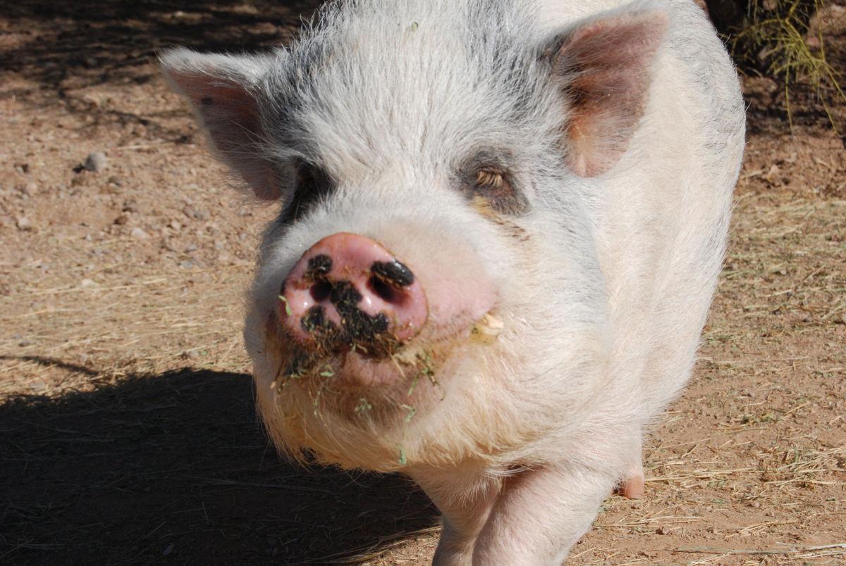 Pig Sanctuary Fighting The Mini Pig Craze Marana News Tucsonlocalmedia Com