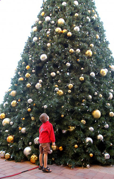 OV Tree Lighting.jpg