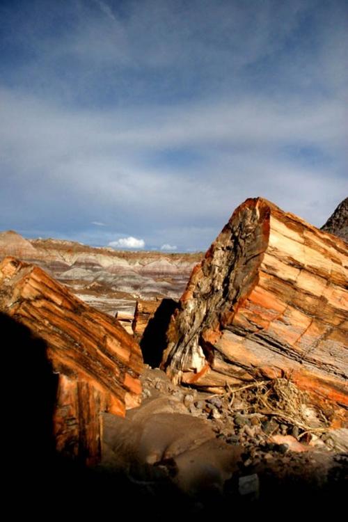 Petrified forest 2