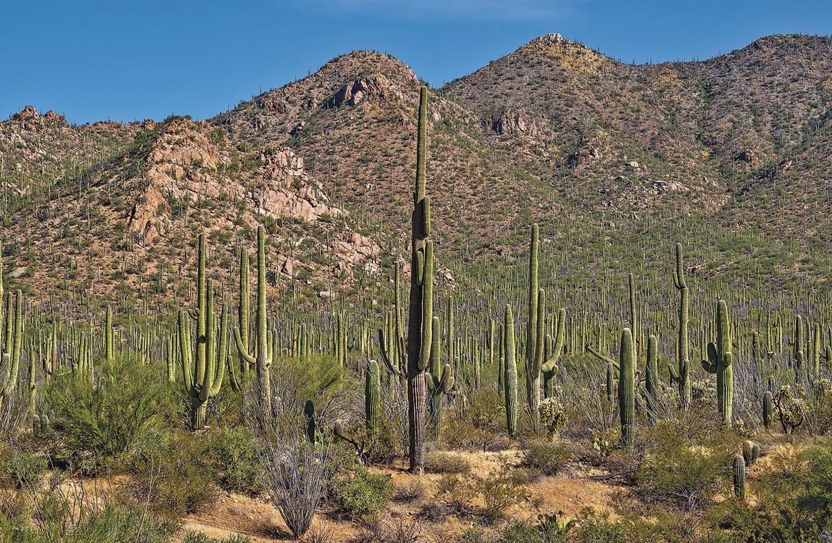 Breaking the mold at Saguaro National Park, News