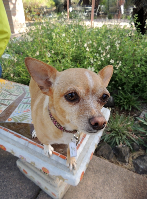 Dog Days of Summer