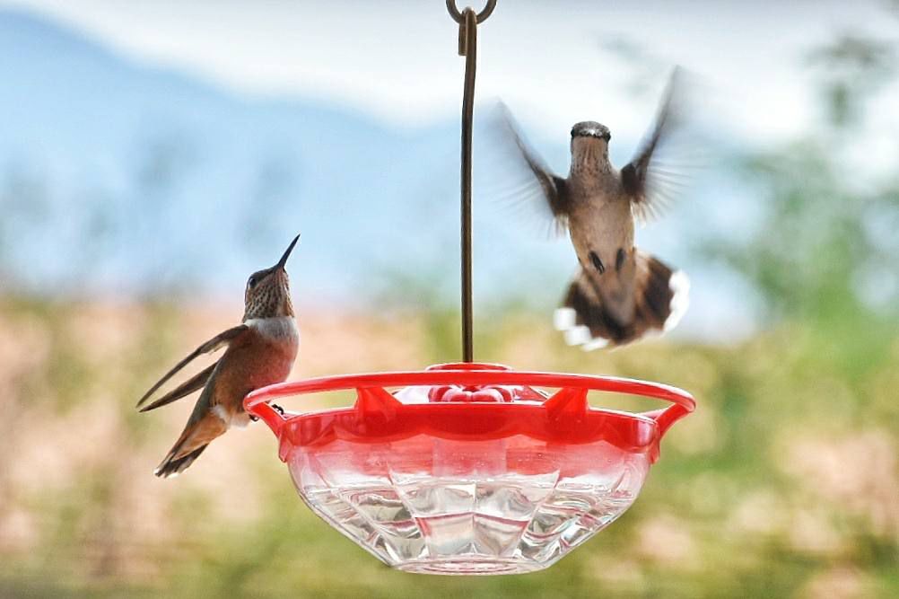 Hummingbirds