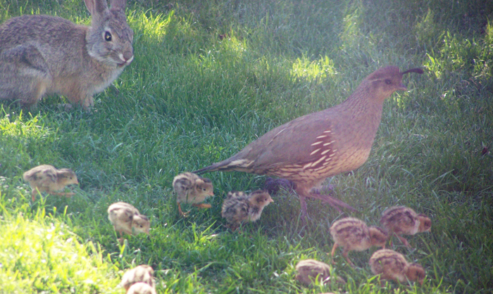 Reader Photos - Foothills News | | tucsonlocalmedia.com