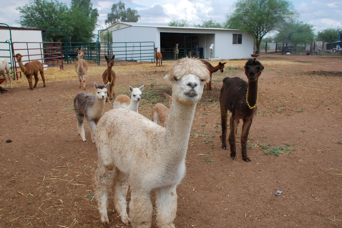 Area farm provides safe haven for alpacas | News | tucsonlocalmedia.com
