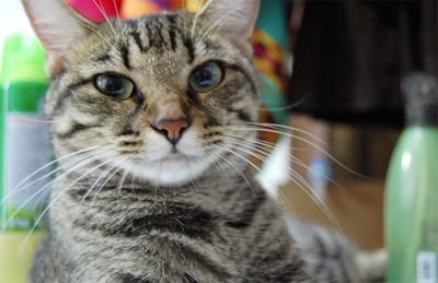 Local Shelters Say Adopt Don T Shop News Tucsonlocalmedia Com