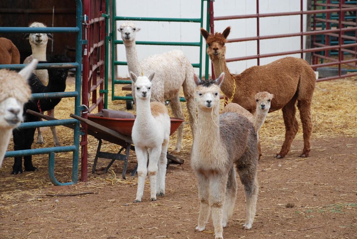 Area farm provides safe haven for alpacas News