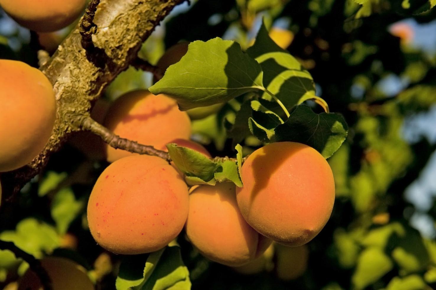 Low water HOA approved fruit trees for your yard Features