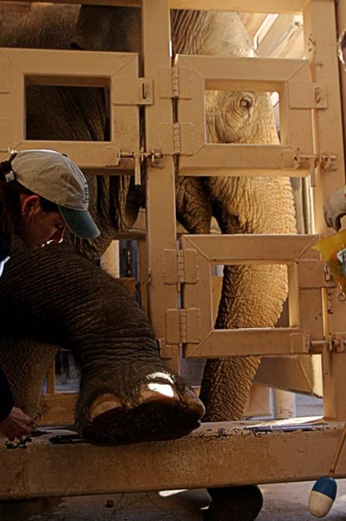 Elephants