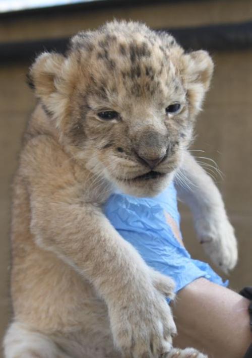 Lion cubs