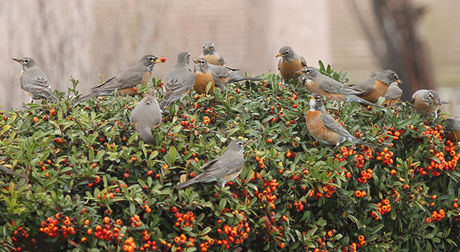 Robins