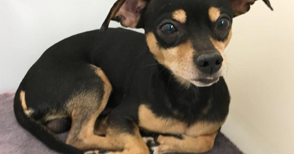 PACC offering ‘Home for the Holidays’ dog adoption special | Speak Out ...