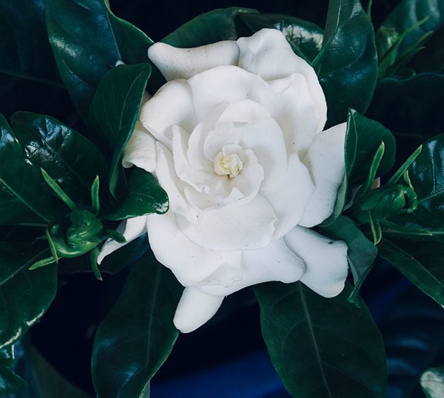 Gardenia
