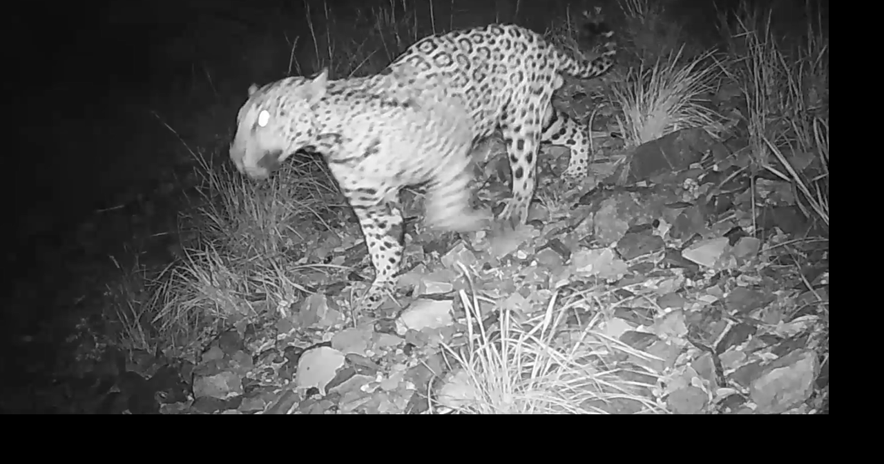 Jaguar sightings spotlight border wall concerns