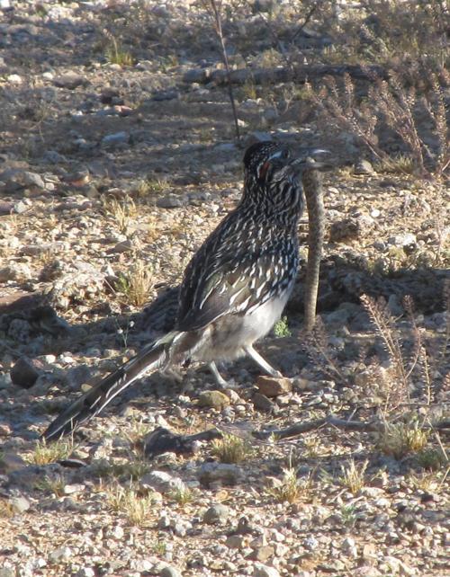 Roadrunner