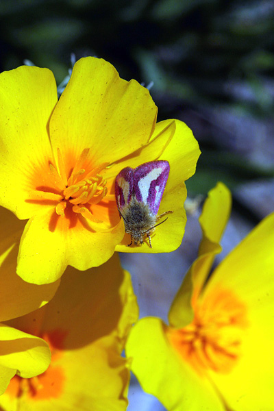 Catalina State Park 2