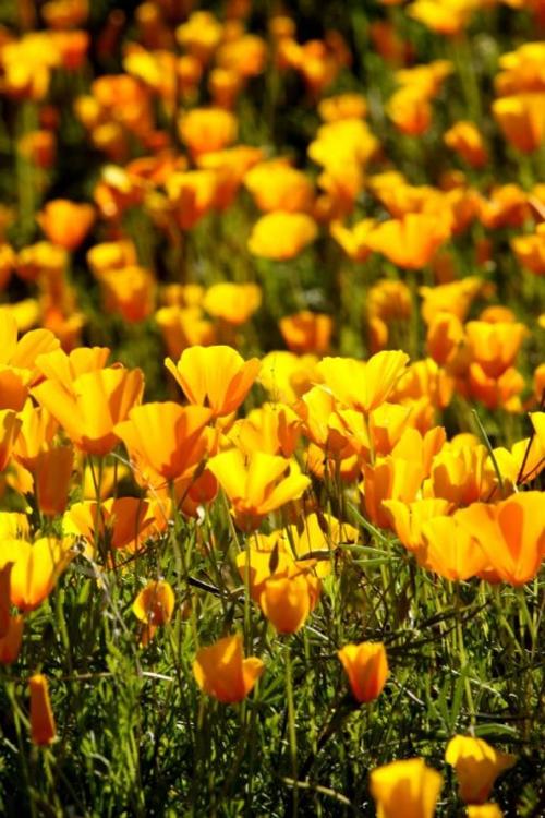 Winter showers, spring flowers