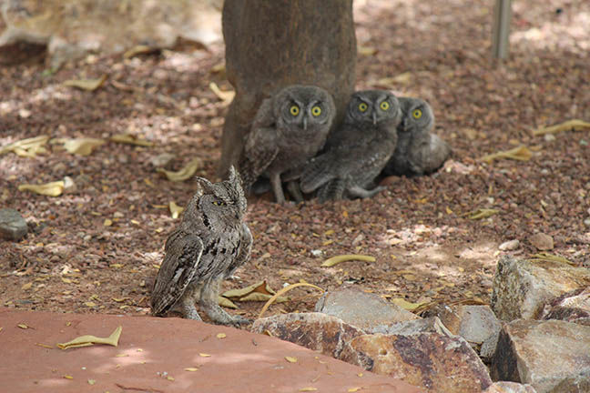 Owls