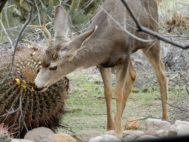 Mule Deer