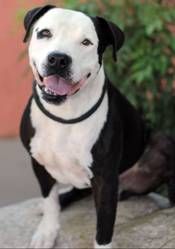 pit bull humane society