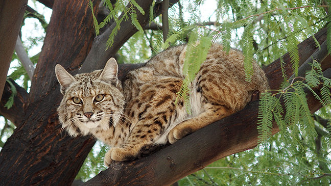 Bobcat