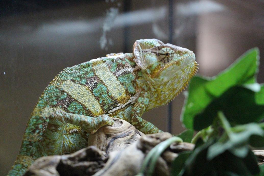 Rescuing reptiles and saving scales in Rita Ranch | News