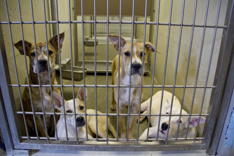 Pima Animal Shelter remains overcrowded in heated summer months | Liven Up  