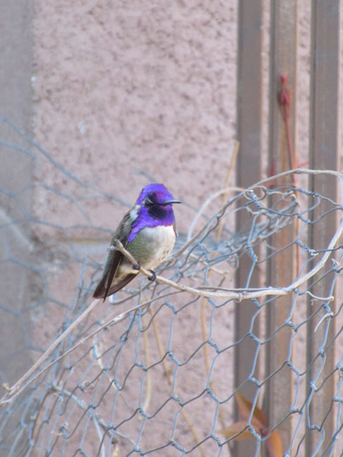 Costa’s hummingbird