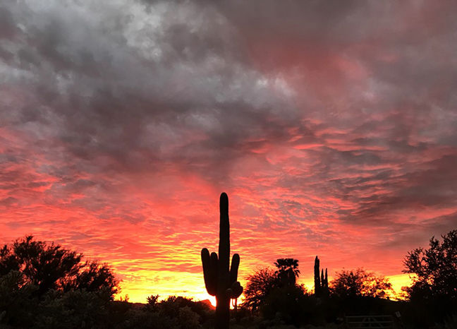 Saguaro Sunset