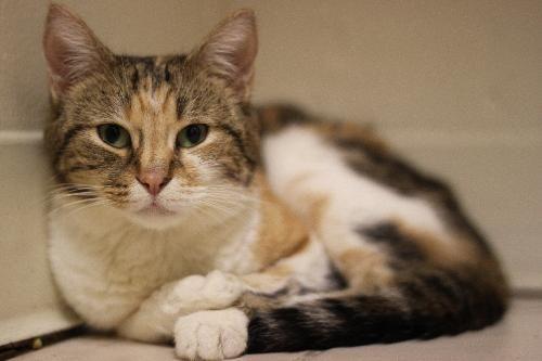 New Vet At Hermitage Cat Shelter Pet News Tucsonlocalmedia Com