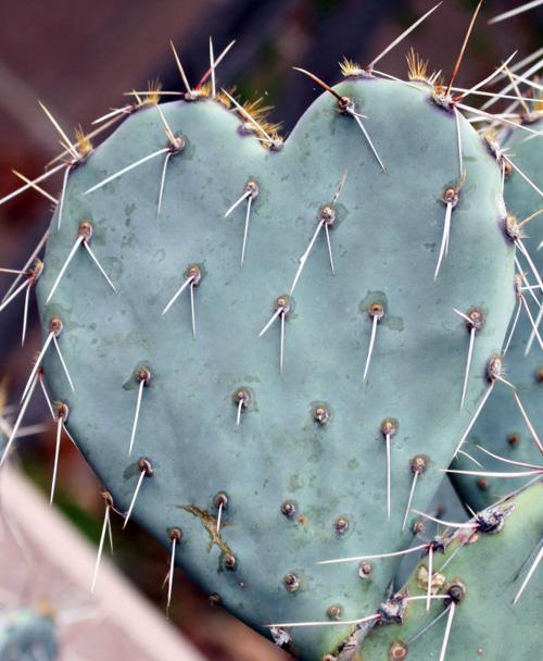 Prickly Valentine's Day