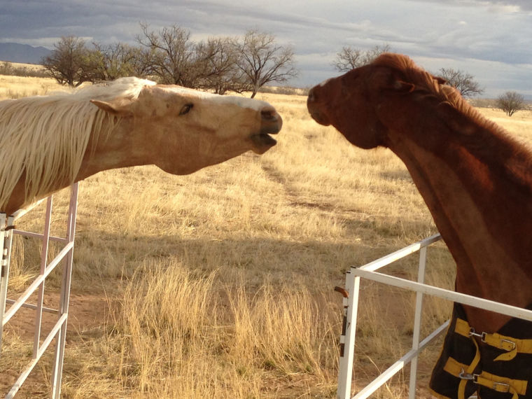 Arizona American Endurance Ride in Sonoita
