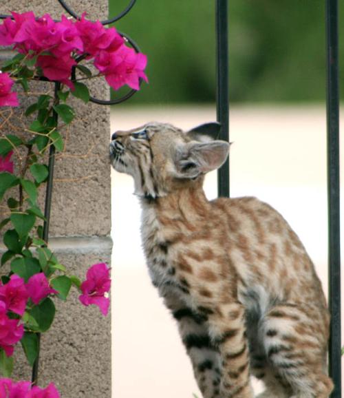 Bobcat 3