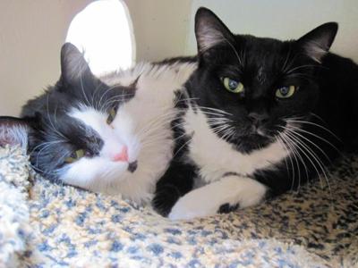 Hermitage No Kill Cat Shelter To Celebrate 49th Birthday Party