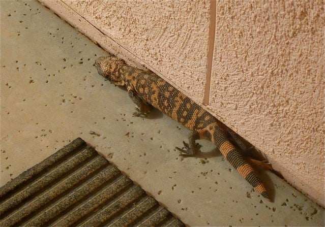 Gila Monster