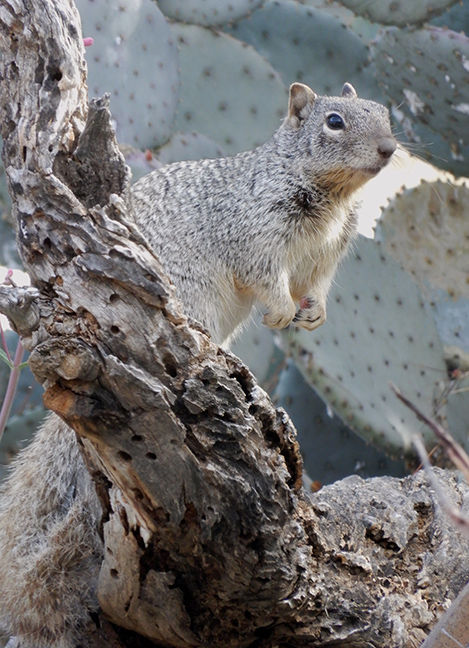 Squirrel