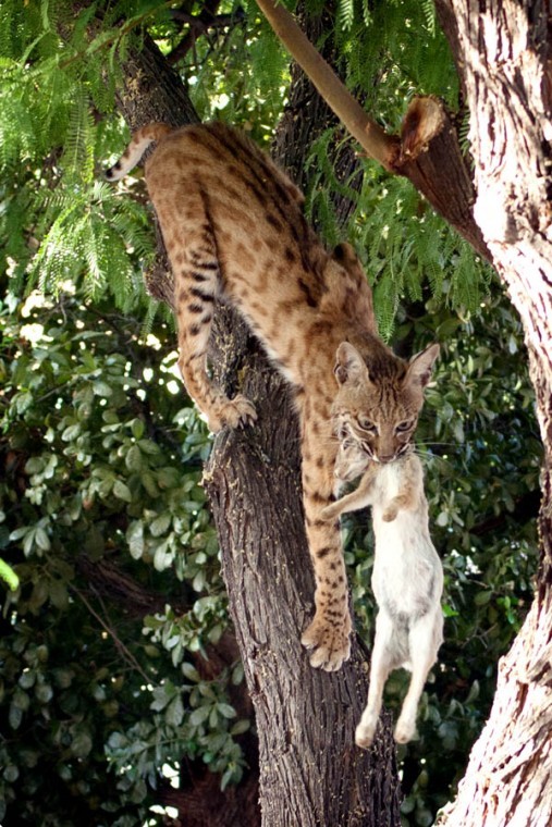 Bobcat