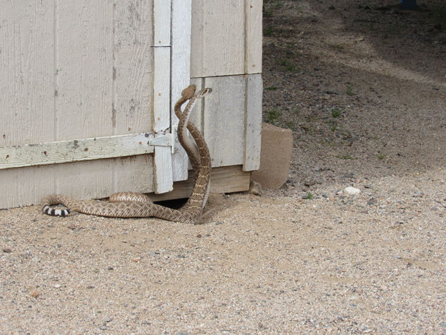 Snakes